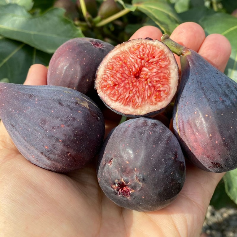Figovník (Ficus carica) NEGRONNE