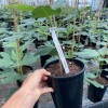 Figovník (Ficus carica) NEGRONNE