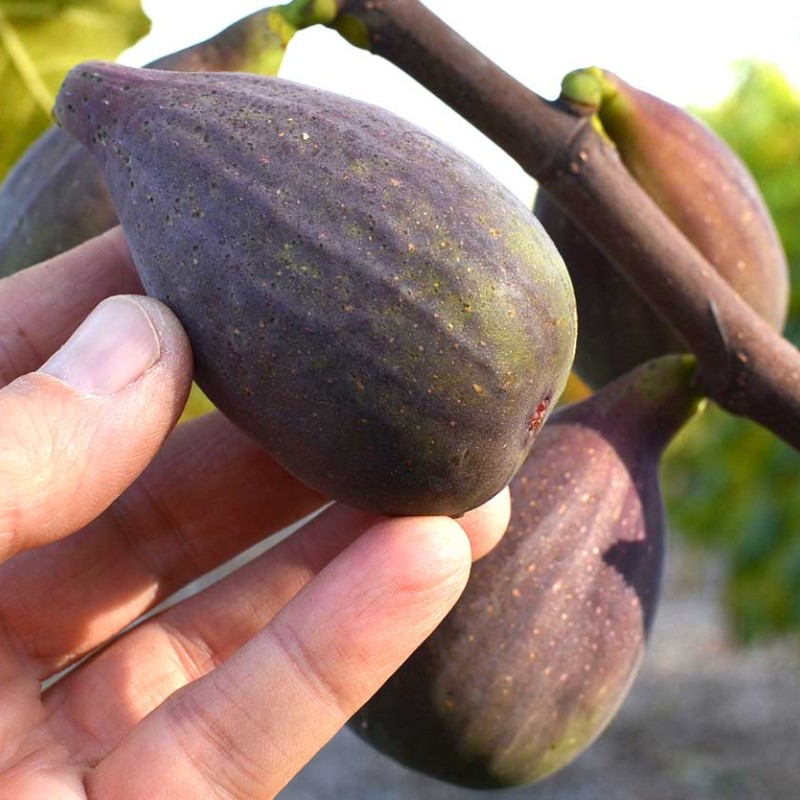 Figovník (Ficus carica) OSBORN PROLIFIC