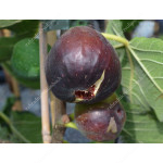 Figovník (Ficus carica) RONDE DE BORDEAUX