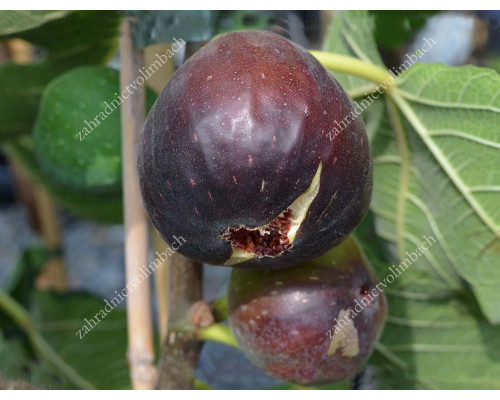 Fig Tree (Ficus carica) RONDE DE BORDEAUX