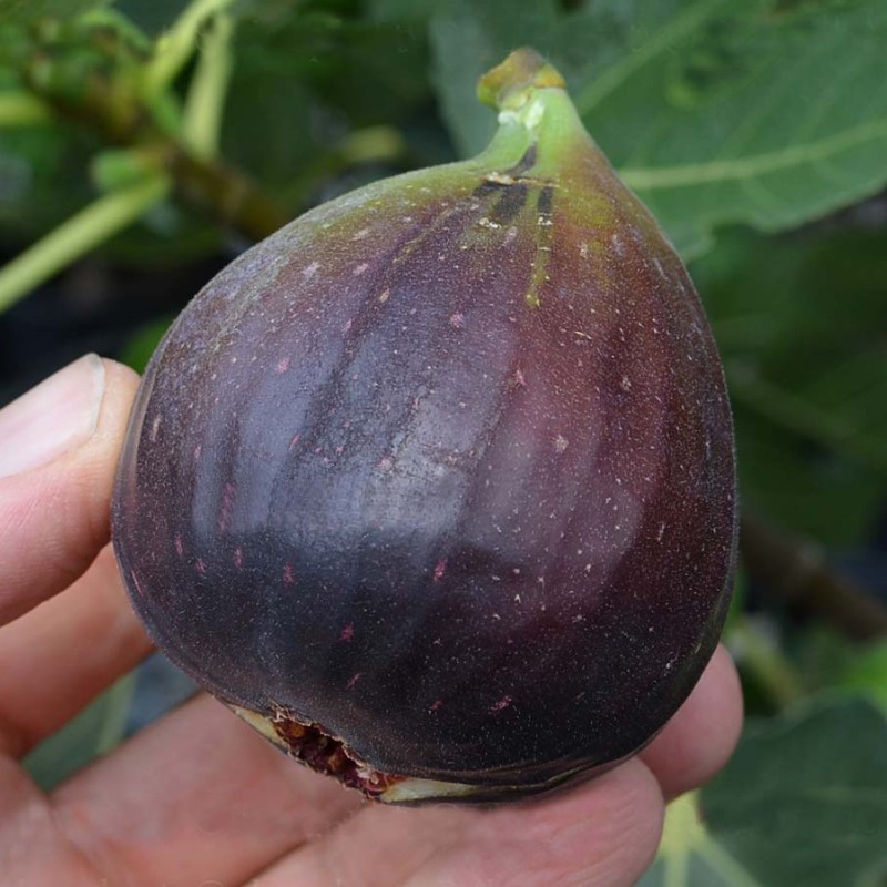 Fig Tree (Ficus carica) PASTILIÉRE