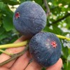 Feige (Ficus carica) RONDE DE BORDEAUX