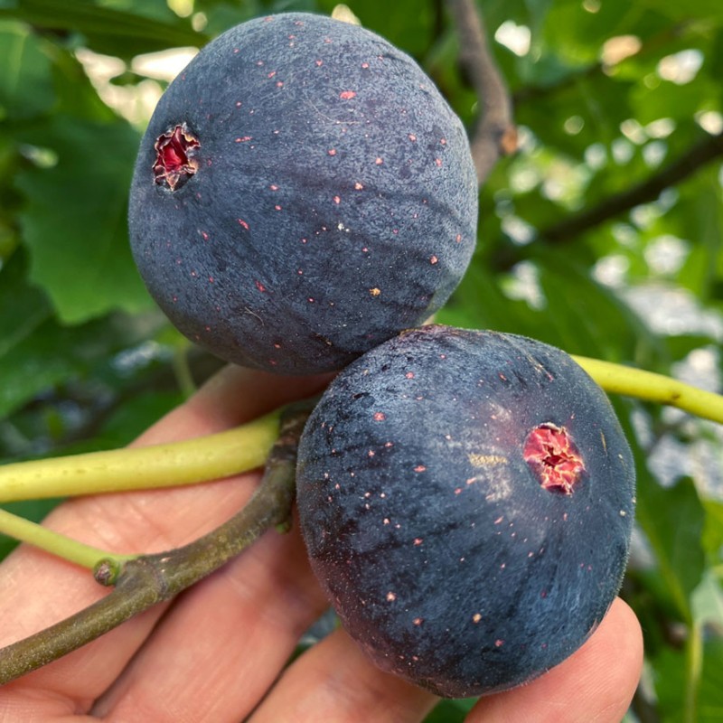 Feige (Ficus carica) RONDE DE BORDEAUX