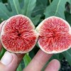 Feige (Ficus carica) RONDE DE BORDEAUX