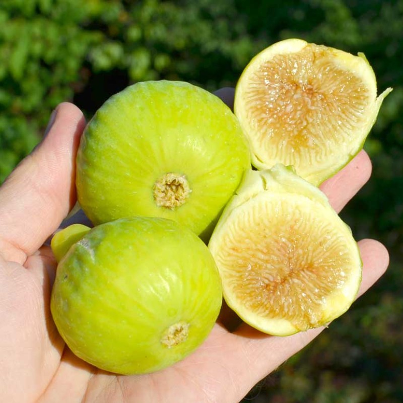 Fig Tree (Ficus carica) TENA