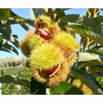 Sweet Chestnut BOUCHE de BÉTIZAC - Winter Scionwood