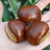 Gaštan jedlý BOUCHE de BÉTIZAC