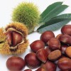 Gaštan čínsky (Castanea mollissima) 3-ročný semenáč
