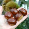 Gaštan jedlý (Castanea crenata x Castanea sativa) MARAVAL