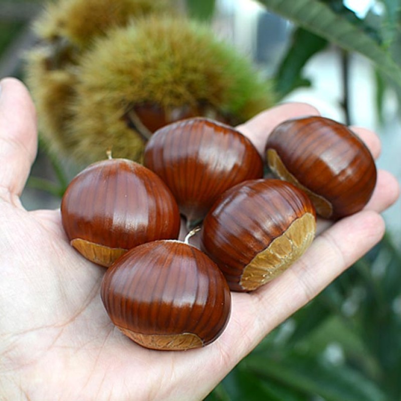 Gaštan jedlý (Castanea crenata x Castanea sativa) MARAVAL