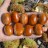 Chestnut Trees