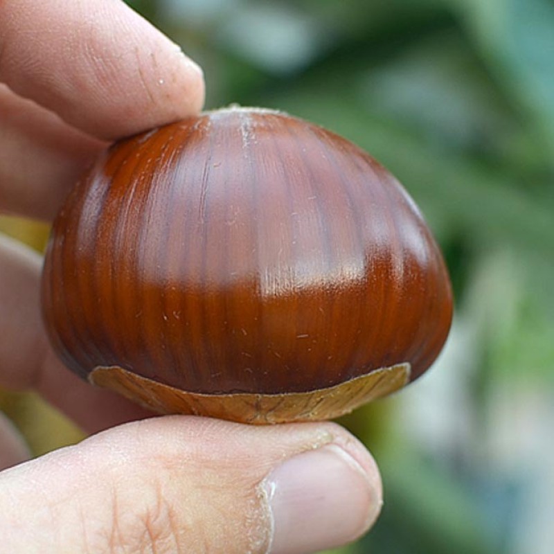 Gaštan jedlý (Castanea crenata x Castanea sativa) MARSOL
