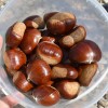 Gaštan jedlý (Castanea crenata x Castanea sativa) MARSOL