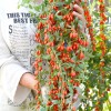 Goji (Lycium barbarum) BIG LIFEBERRY®