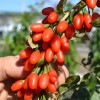 Goji (Lycium barbarum) BIG LIFEBERRY®