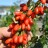 Goji Berry Plants