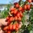 Goji - Kustovnica čínska