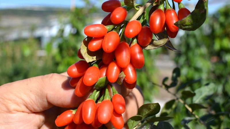 Goji - Königin der Beeren