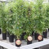 Goji (Lycium barbarum) BIG LIFEBERRY®