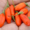 Goji (Lycium barbarum) No.1 LIFEBERRY®