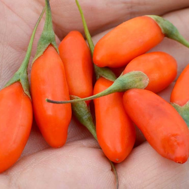 Goji (Lycium barbarum) No.1 LIFEBERRY®