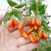 Goji (Lycium barbarum) No.1 LIFEBERRY®