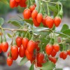 Goji (Lycium barbarum) No.1 LIFEBERRY®