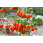 Goji berry (Lycium barbarum) No.1 LIFEBERRY®
