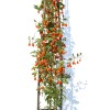 Goji (Lycium barbarum) No.1 LIFEBERRY®