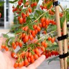 Goji (Lycium barbarum) SWEET LIFEBERRY®