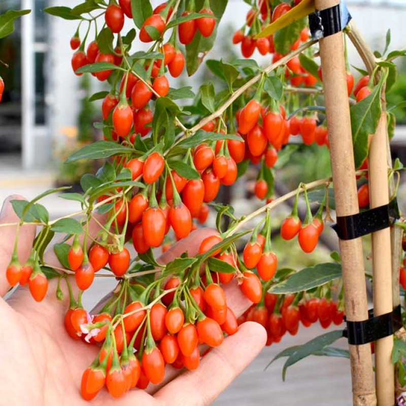 Goji (Lycium barbarum) SWEET LIFEBERRY®