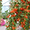 Goji (Lycium barbarum) SWEET LIFEBERRY®