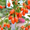 Goji (Lycium barbarum) SWEET LIFEBERRY®