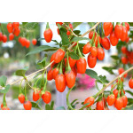  Goji berry (Lycium barbarum) SWEET LIFEBERRY®