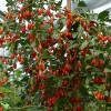 Goji (Lycium barbarum) SWEET LIFEBERRY®