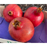 Granatapfel (Punica granatum) ACCO 