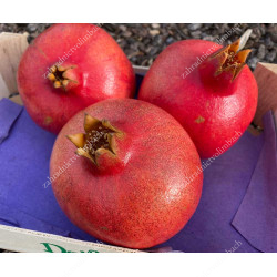 Pomegranate (Punica granatum) ACCO 