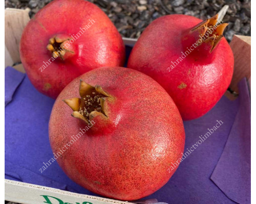Pomegranate (Punica granatum) ACCO 