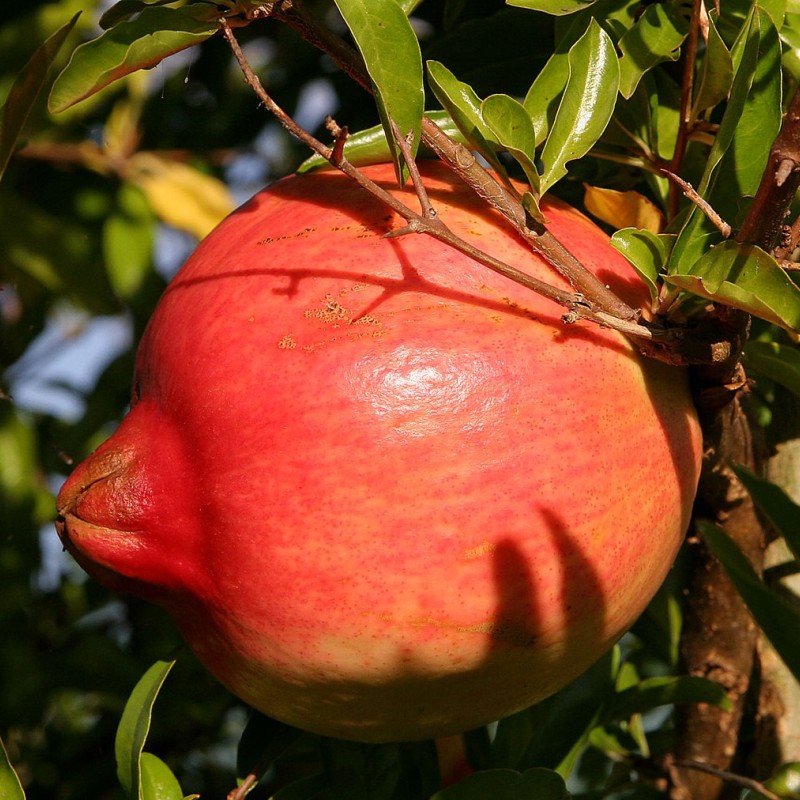 Granátové jablko (Punica granatum) AL-SIRIN-NAR