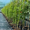 Granátové jablko (Punica granatum) RUSSIAN #26