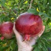 Granátové jablko (Punica granatum) GULOYSHA