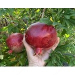 Granatapfel (Punica granatum)  GULOYSHA
