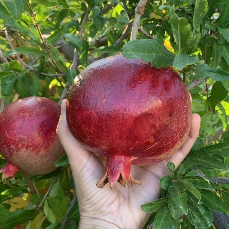 Granátové jablko (Punica granatum) GULOYSHA