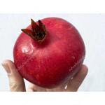 Granátové jablko (Punica granatum) GULOYSHA
