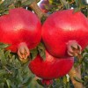 Granátové jablko (Punica granatum) HICAZ