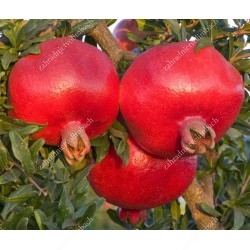 Pomegranate (Punica granatum) HICAZ