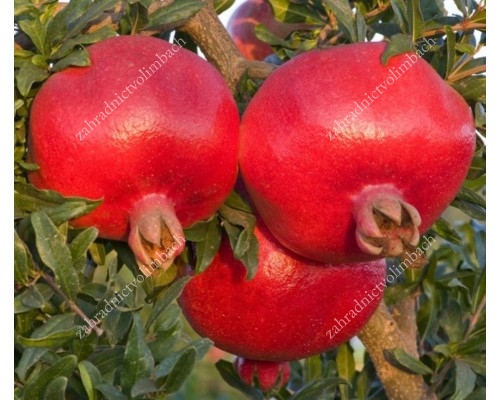 Pomegranate (Punica granatum) HICAZ