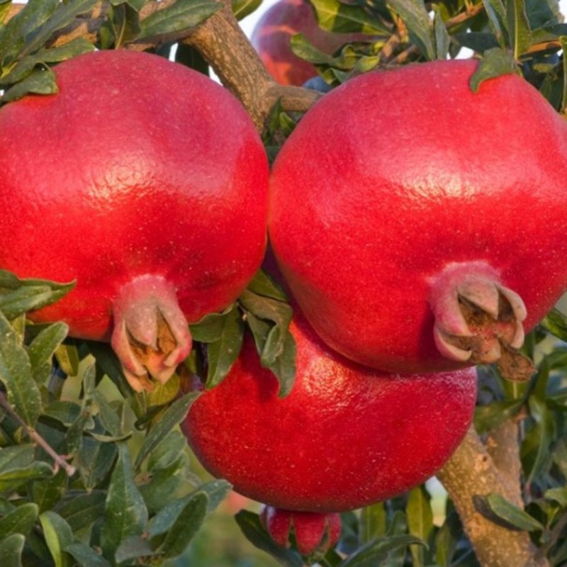 Granátové jablko (Punica granatum) HICAZ