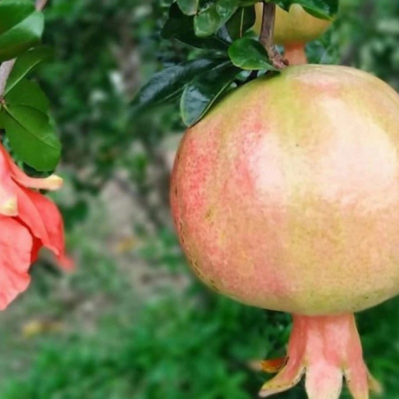 Granátové jablko (Punica granatum) KAJ-ACIK-ANOR